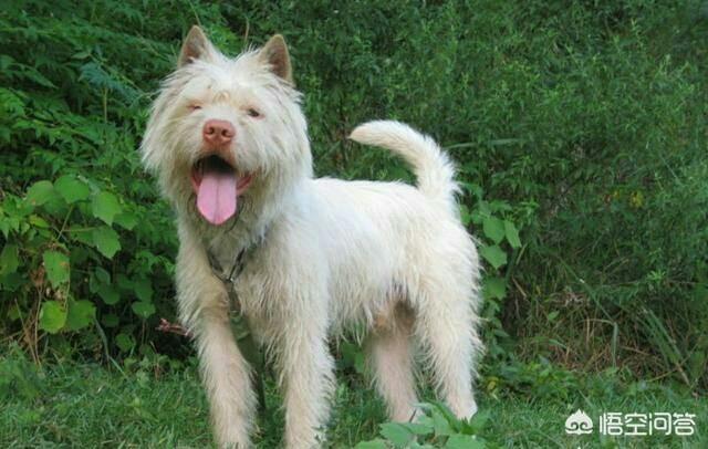 四川川东猎犬:四川省有哪些优秀的土猎犬品种？有何依据？