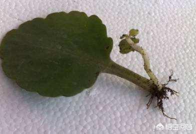 长寿花的繁殖方法:长寿花的繁殖方法视频 长寿花叶插，只长根，什么时候长叶？
