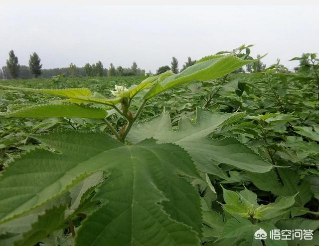 头条问答 回家种构树前景怎么样 112个回答