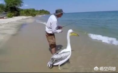 宠物鱼的种类图片和名字:你养过哪些观赏鱼？哪个品种的观赏鱼比较好养？