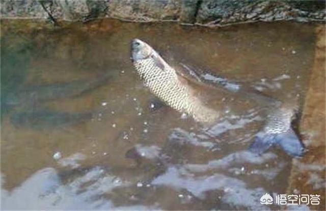 草鱼得诺卡氏菌病图片:草鱼老三病治疗方案是什么？