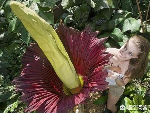 尸香魔芋花:传说能让人产生自杀幻觉，7年开一次花的尸香魔芋，真的存在吗？