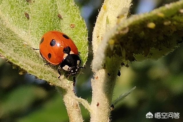 水果大战害虫:能同时杀螨、杀蚧、杀夜蛾、还杀卵的药是什么？