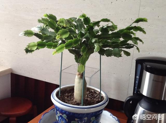 燕子掌嫁接:盆栽的蟹爪兰夏季可以用仙人掌进行嫁接吗？