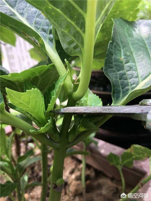八仙花图片:新买回来的绣球苗需要打顶修剪吗？