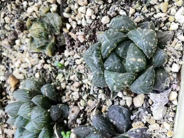 姬玉露和草玉露的区别:玉露表面有很多白色斑点是怎么回事？久了就慢慢烂根化水了？