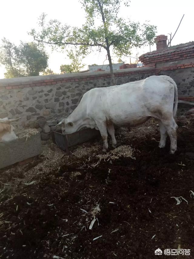 你最关心的三农问题是什么,有好的建议或者解决方案吗？