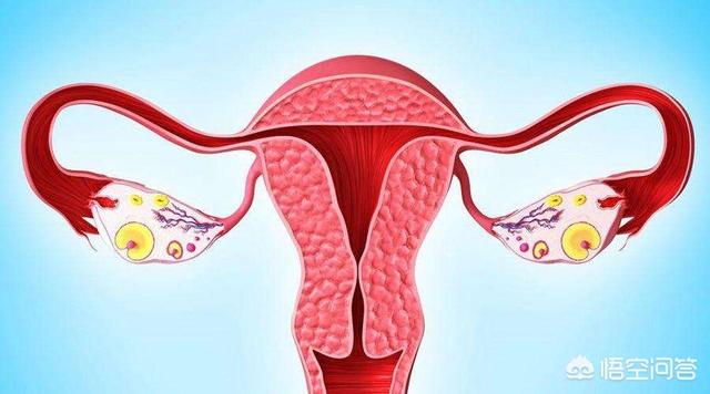 女性该如何保养子宫和卵巢？