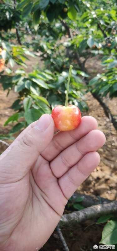 身边有一个绿茶女是什么感觉？