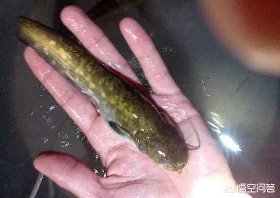 红尾鲶是外来物种吗，农民所养殖的鲶鱼和塘鲺是一种鱼吗它们有啥区别吗