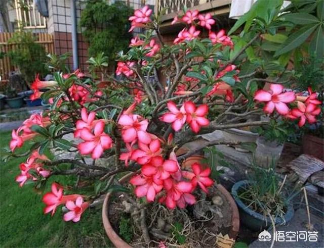 黄刺玫的养护方式:沙漠玫瑰如何养护？夏季砍头扦插能活吗？