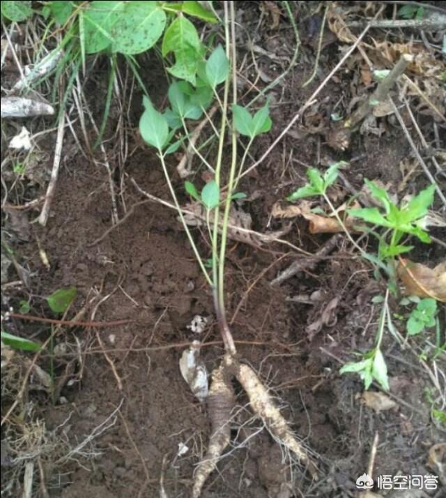 胡萝卜种植,山葫萝卜可以人工养殖吗？