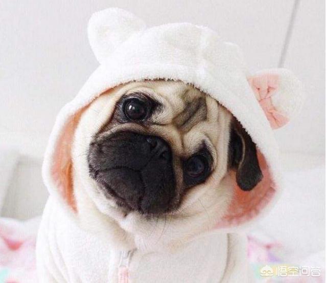 巴哥犬吧:宠主和巴哥犬一起睡有哪些弊端？