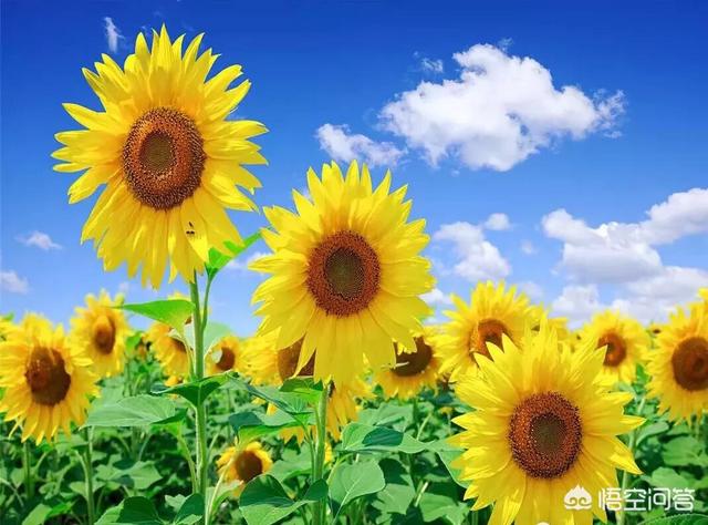 茜之塔开花后怎样处理:盆栽的向日葵开花后应该怎么养护？需要施肥吗？