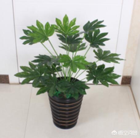 八爪金盘花卉的施肥:八角金盘施肥技巧 盆栽的八角金盘应该怎么养？