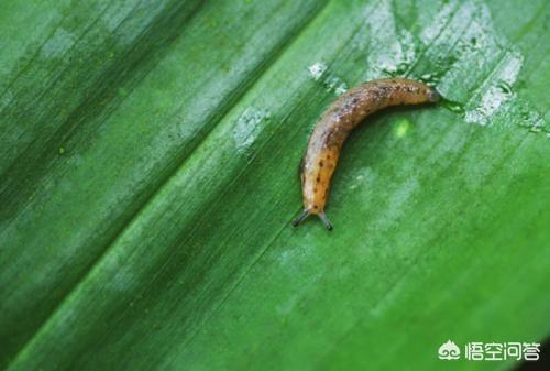 水里红线虫:红白线虫、鼻涕虫，能对水稻造成危害吗？该如何防治？