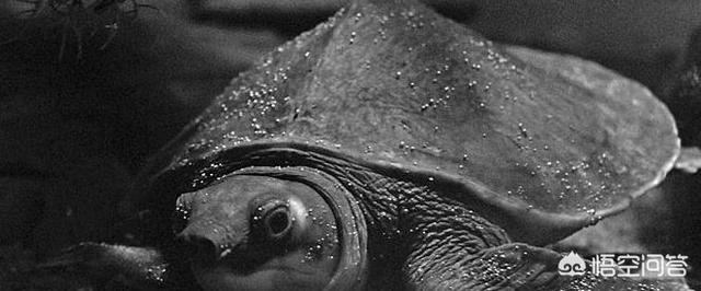 猪鼻龟是什么动物，鱼缸铺沙养猪鼻龟，食物残渣怎么办