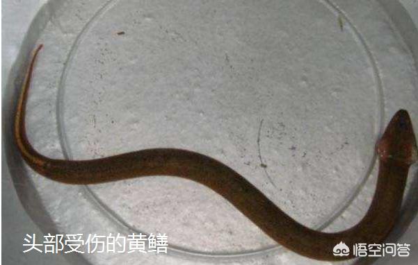 海鬣蜥蜴视频:你在农村老家见过望月鳝吗？
