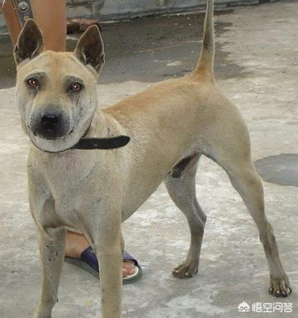 中国猎犬论坛买卖:我国纯种的箭毛幼犬多少钱？有哪些购买渠道？为何？
