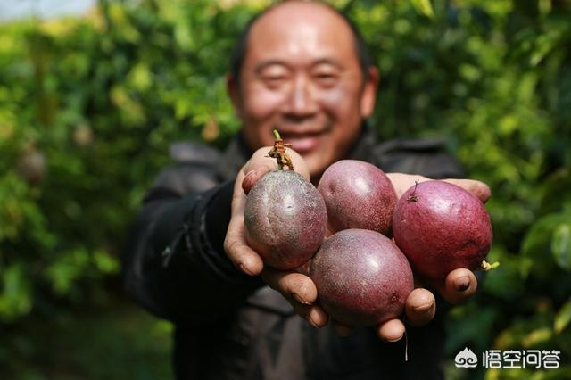 碰碰香怎么养开花:盆栽养的黄木香不开花怎么办？