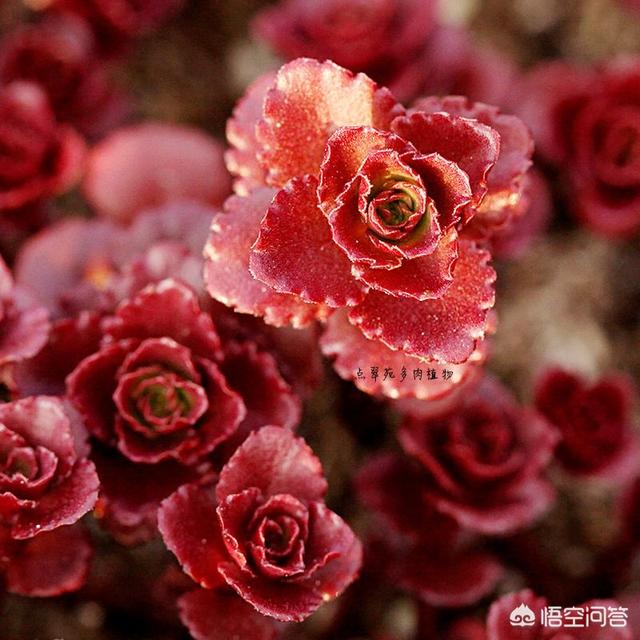 多肉植物小球玫瑰圖片(多肉植物聖卡洛斯玫瑰圖片)