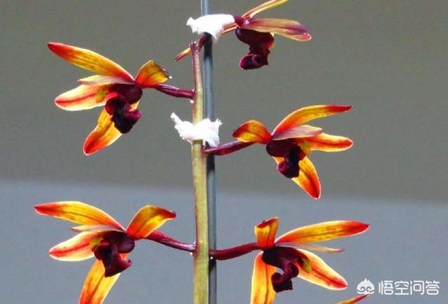 九子大花蕙兰图片大全:一枝蕙兰最多可以开几朵花？有哪些养花技巧？