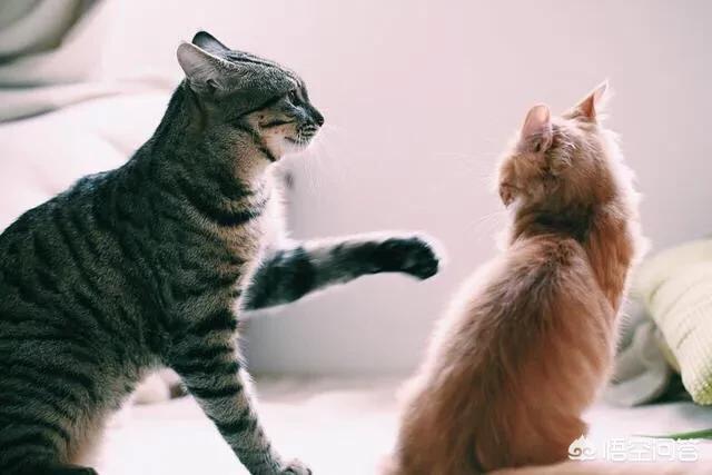 孟加拉国猫是活动量非常大的猫咪:“开挂”的孟加拉国火车，有什么特点？