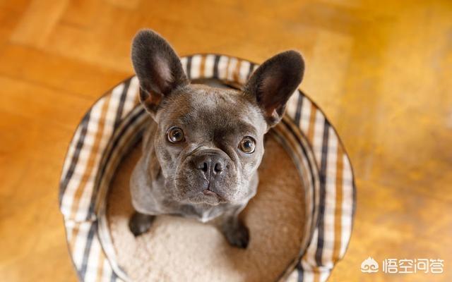 法国斗牛犬性格忧郁:法国斗牛犬最讨厌什么样的主人，你知道吗？