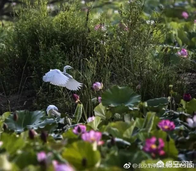 北京热带鱼品种多:为什么北京没有卖老北京金鱼的，全是外来品种？