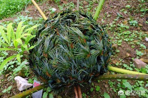 世界濒临灭绝的植物:严重濒临灭绝的植物怎样才能保护
