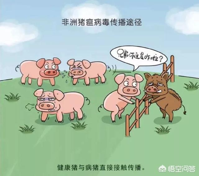 犬毒瘟灵说明书:非洲猪瘟病毒是否可以通过空气传播？如何预防？