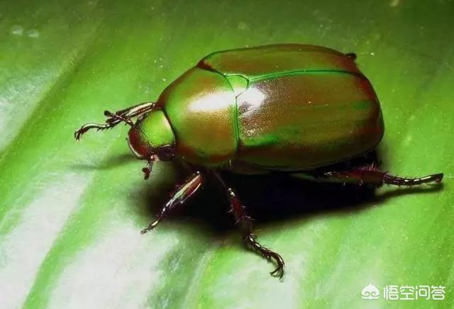 如何控制金龟子绿脓杆菌?1.