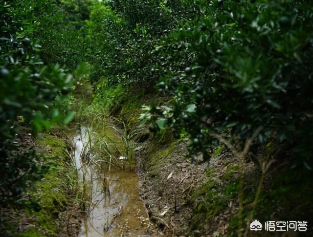 药用保健茶是用茶叶和某些中草药拼合而成的,小青柑普洱茶的制作工艺怎么样？