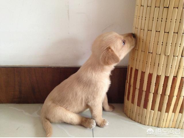 拉布拉多幼犬喂养食量:九个月大的拉布拉多犬一天喂几次比较合适？