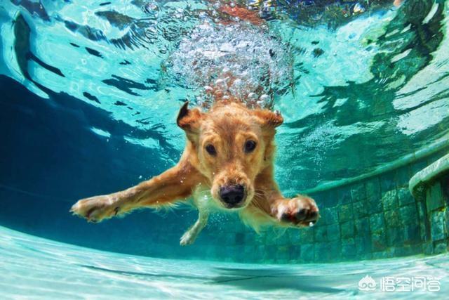 斗牛犬躲冰箱避暑视频:炎炎夏日，铲屎官们知道该如何和宠物度过一个愉快的夏季吗？ 斗牛犬躲冰箱避暑