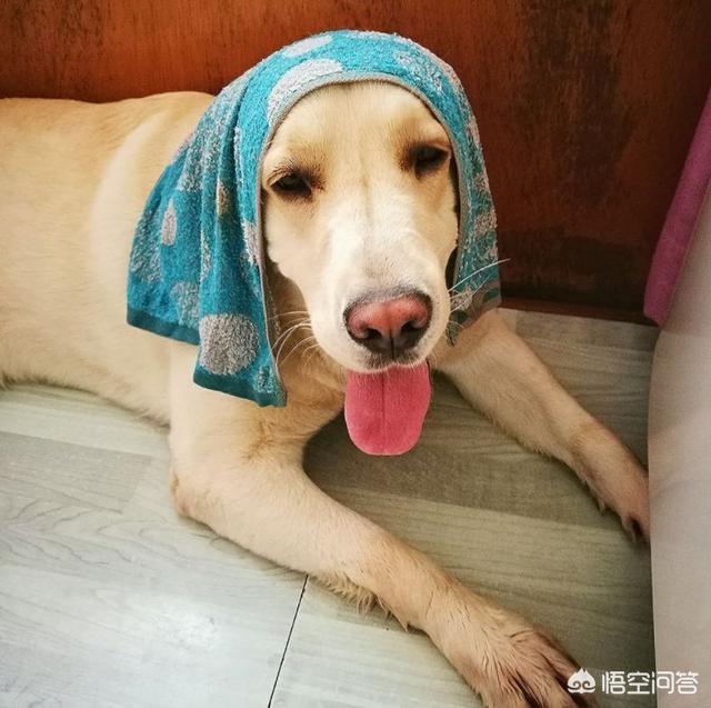 斗牛犬躲冰箱避暑:夏天狗狗独自在家怎么给它避暑？狗狗在家中要不要开空调呢？