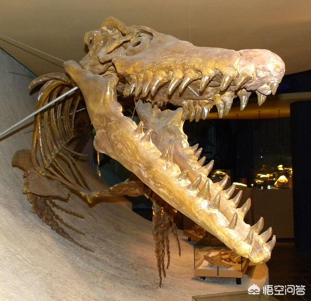 海蛇图片:史前海洋巨兽沧龙是怎样的生物？它们的体型有多大？
