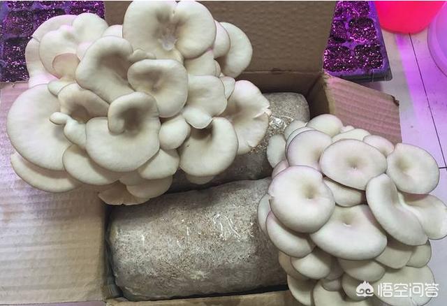 笠头螈:继口罩后，又卷起了头盔热，头盔你备了吗