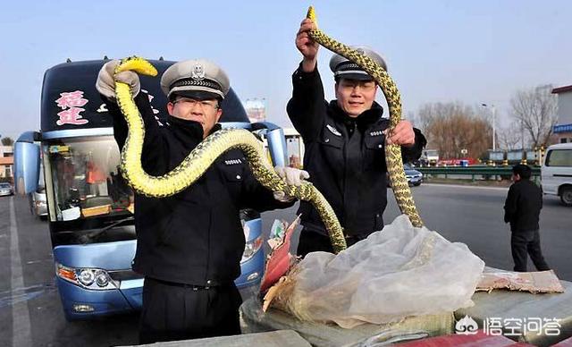 世界上最毒的蛇有哪些:蛇类中哪个被称为”毒蛇王