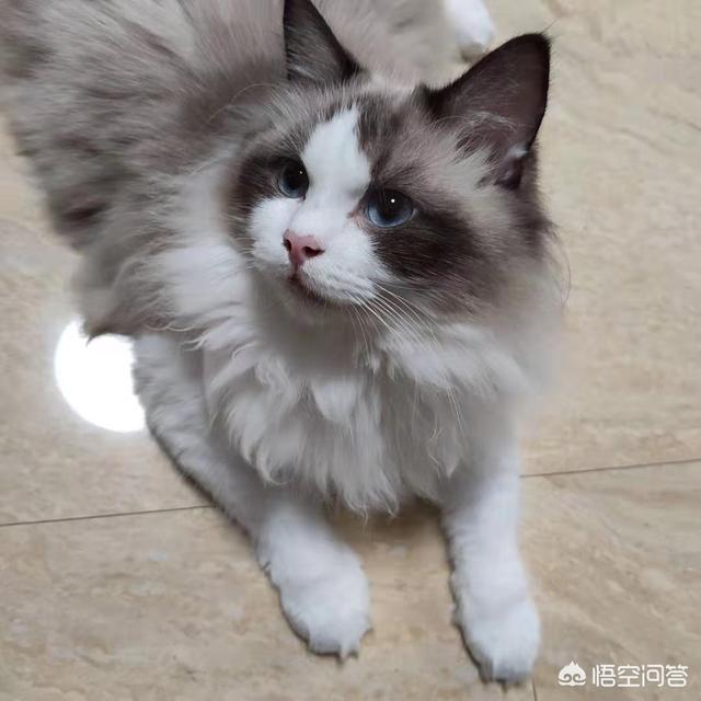 合肥布偶猫价格多少钱一只:养一只布偶猫一个月需要多少费用？