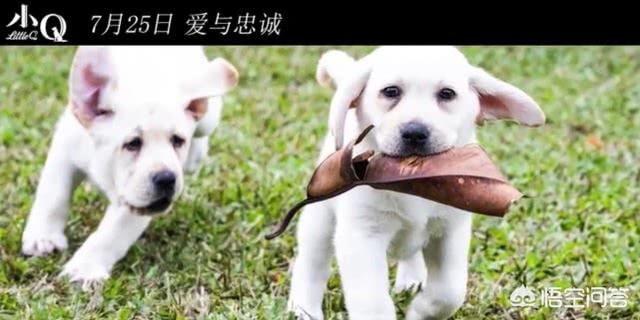 导盲犬小q是什么狗:如何评价任达华和梁咏琪主演的电影《小Q》？ 导盲犬小q里的冬菇是什么狗