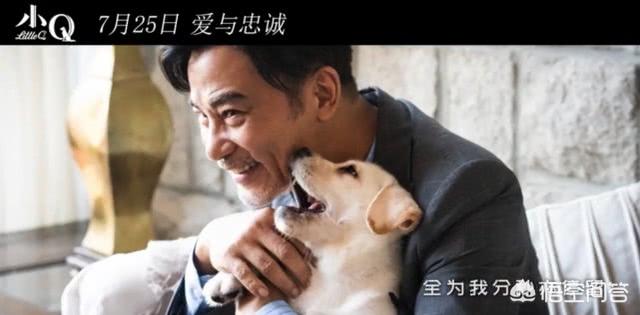 导盲犬小q是什么狗:如何评价任达华和梁咏琪主演的电影《小Q》？ 导盲犬小q里的冬菇是什么狗