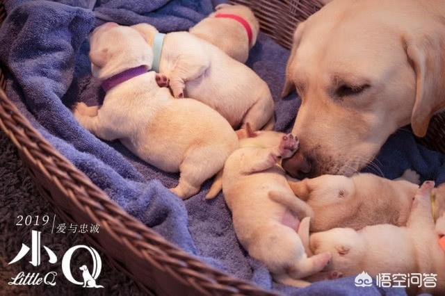 导导肓犬小q电影:导盲犬小q电影中文完整版 如何评价任达华、梁咏琪主演的导盲犬电影《小Q》？