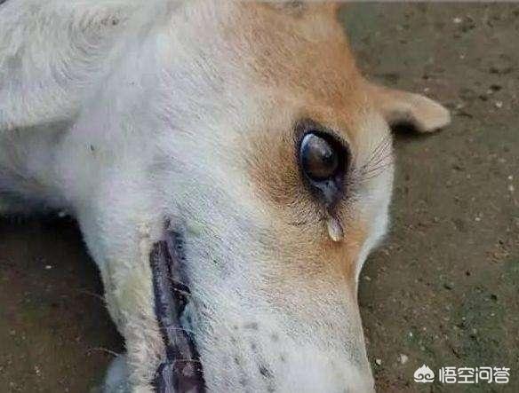 中国猎犬论坛湘中猎手赛虎:为什么农村土狗在死前要离开家，找个地方偷偷死去？