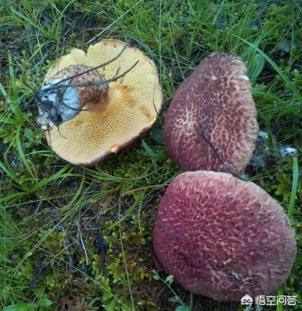 头条问答 - 紫盖牛肝菌有毒吗?(1个回答)