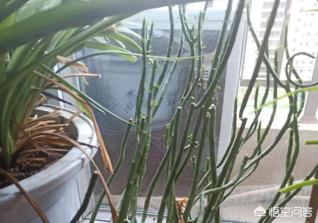 光棍树繁殖视频:光棍树释放有毒气体吗？为什么？