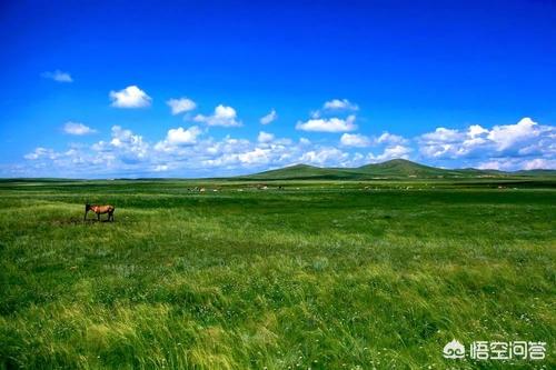 羊最爱吃的苜蓿草图片:可以吃的苜蓿草图片 100只羊需要种多少亩紫花苜蓿？