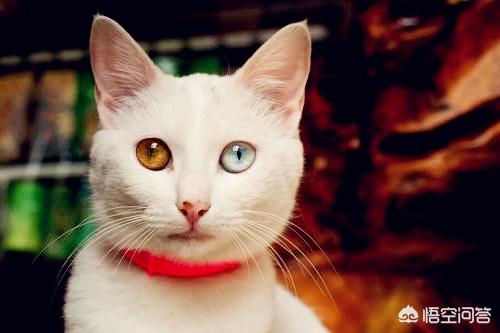 看见公猫端母猫:公猫发情总是去追母猫，该怎么办？