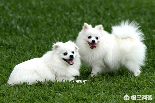 博美犬图片:博美尿尿带血是为什么，博美尿尿带血严重吗？