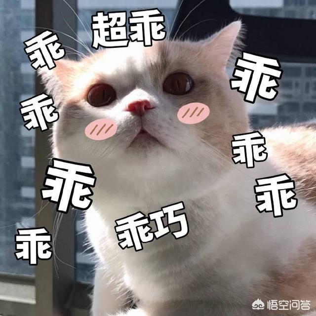 捉猫猫攻略:猫和老鼠如何玩猫变得更强？